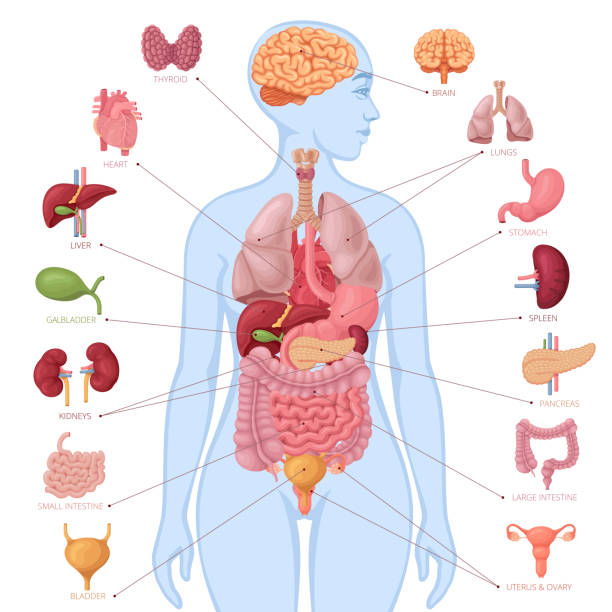 anatomía